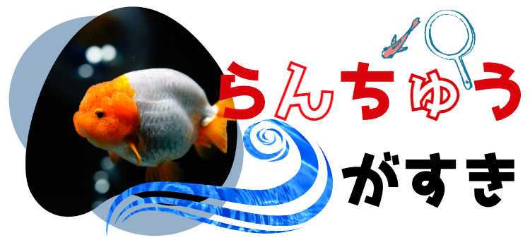 らんちゅうがすき